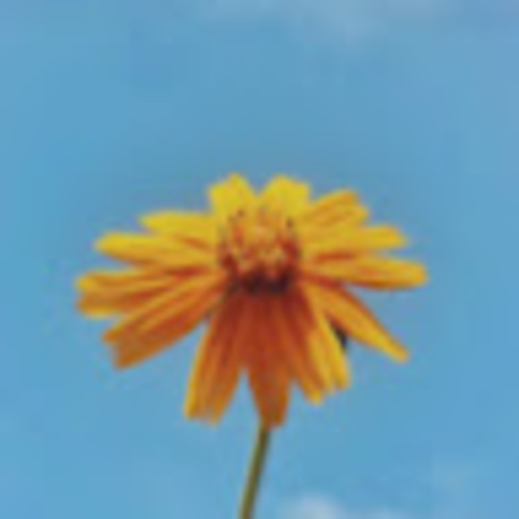 Meet your Posher, Bella - Picture 1 of 1